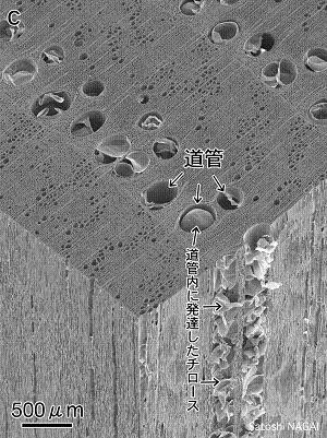 広葉樹 クリの細胞（兵庫県立農林水産技術総合センター出典）