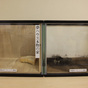 コラム「梅雨時期でもカビ知らず、無垢の桐材を使って抗菌作用を実験」のサムネイル画像